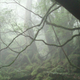Image for article titled Visit the Real Princess Mononoke Forest